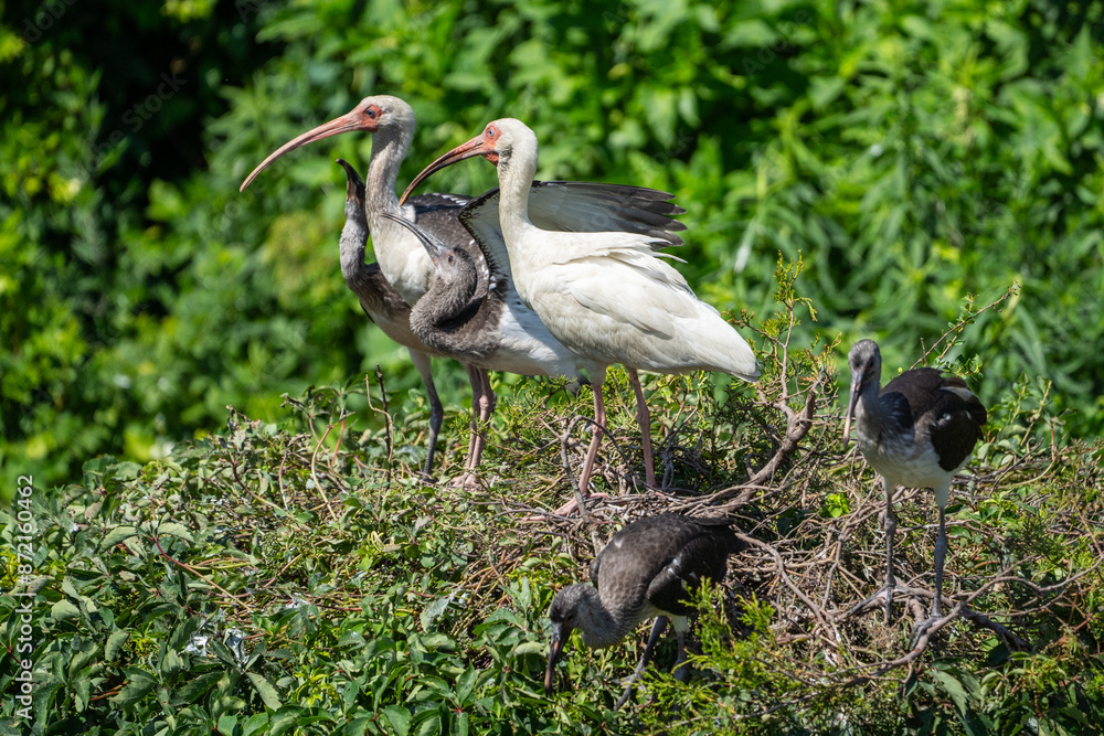 Naklejka premium White Ibis Family, Ocean City, New Jersey