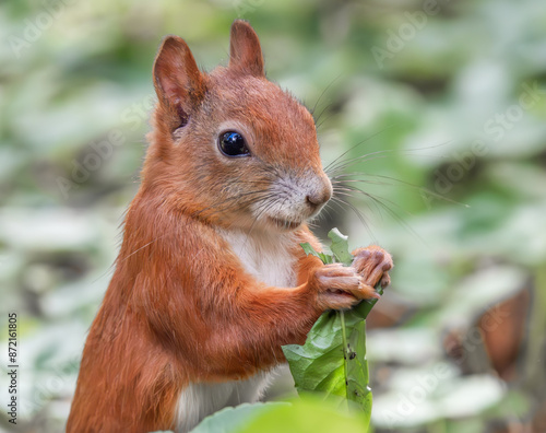 Eichhörnchen frisst ein Blatt photo