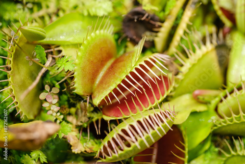 close-up photograph of a flycatcher plant