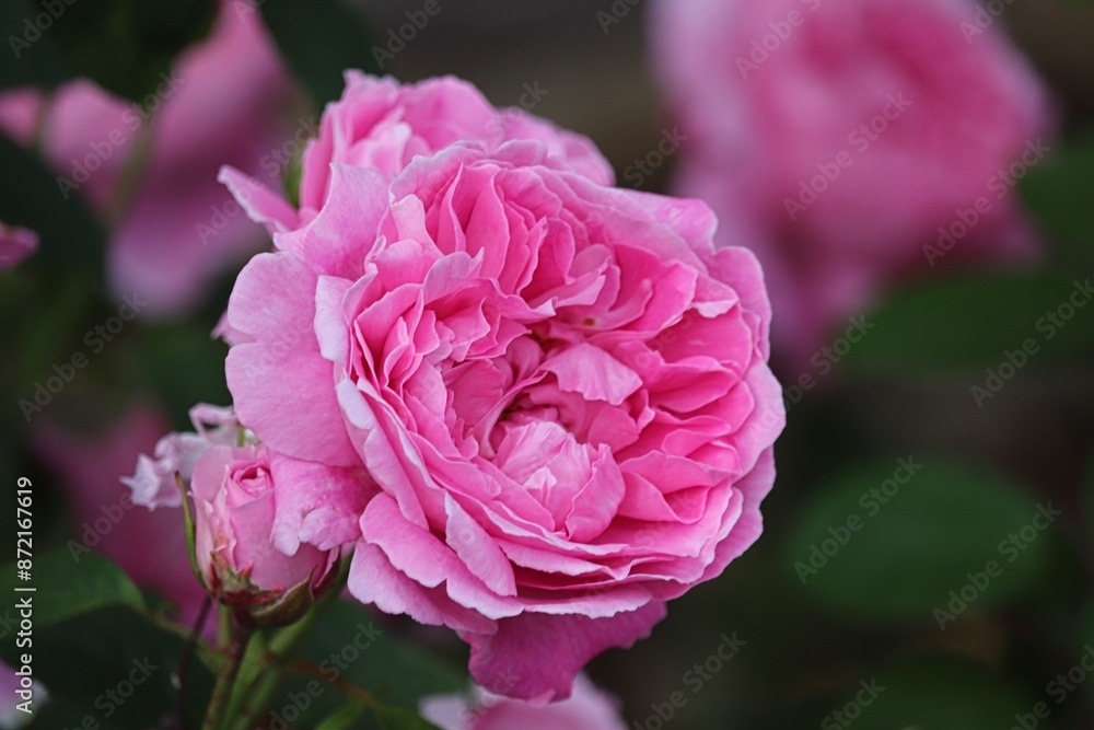 blüte einer rosa Rose blüte einer rosa Rose