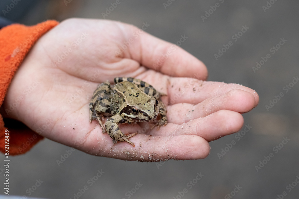 The boy holds a frog on his hand The boy holds a frog on his hand