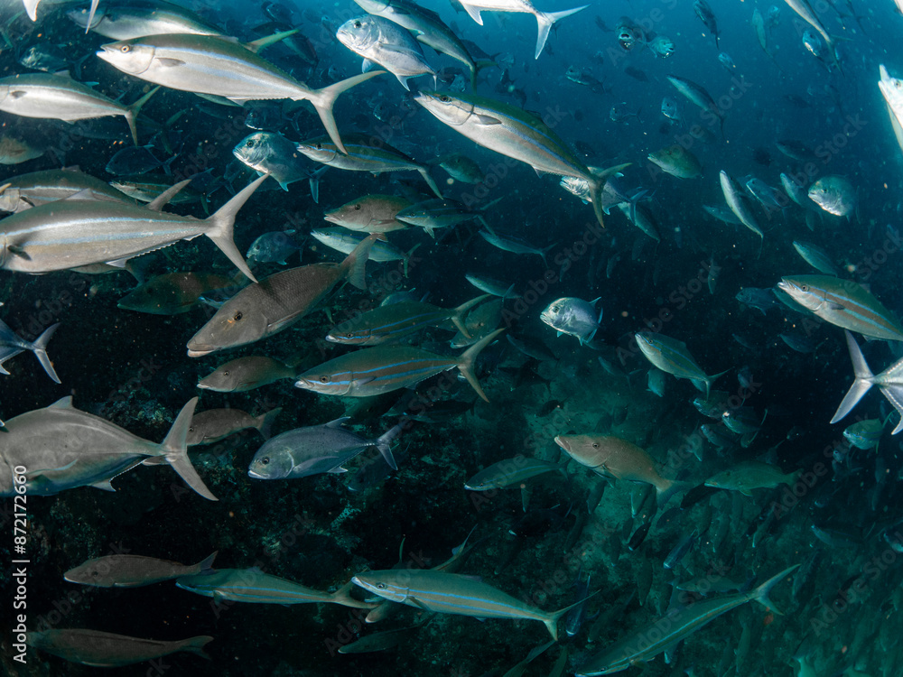 school of Jack fish school of Jack fish
