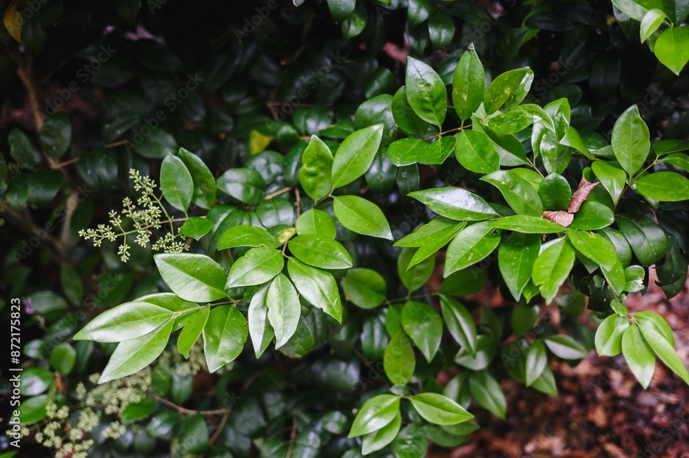 Close-up of lush green leaves with small buds in a garden setting. Close-up of lush green leaves with small buds in a garden setting.