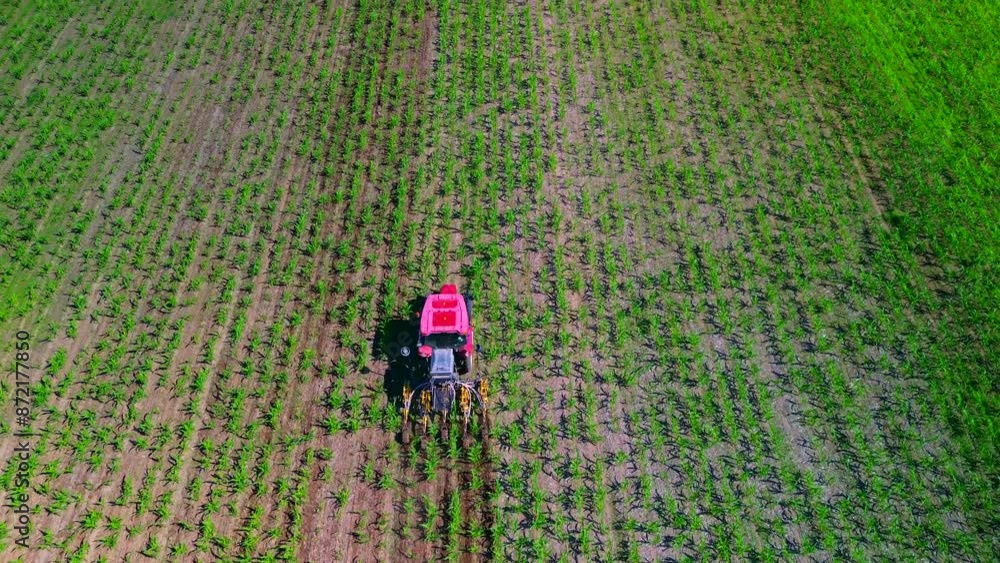 Aerial view of green fields with corn. Flying a drone over a red tractor cultivating land. Fgriculture. energy. Agricultural work. Harvest. Green Planet Bio products. Italy lombardia Milan 09.07.2024 Aerial view of green fields with corn. Flying a drone over a red tractor cultivating land. Fgriculture. energy. Agricultural work. Harvest. Green Planet Bio products. Italy lombardia Milan 09.07.2024