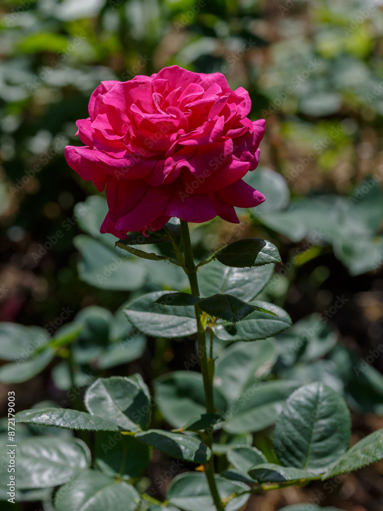 Rose Big Purple (Nuit d’Orient, Stephens’ Big Purple) blooms in garden Rose Big Purple (Nuit d’Orient, Stephens’ Big Purple) blooms in garden