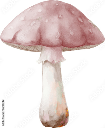 A pink mushroom with a white stem