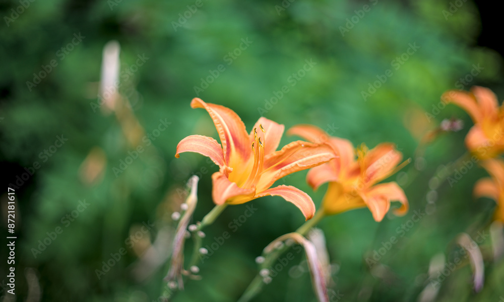 Orange lilly flowers in the garden Orange lilly flowers in the garden
