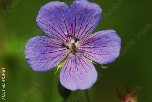 close up of purple flower