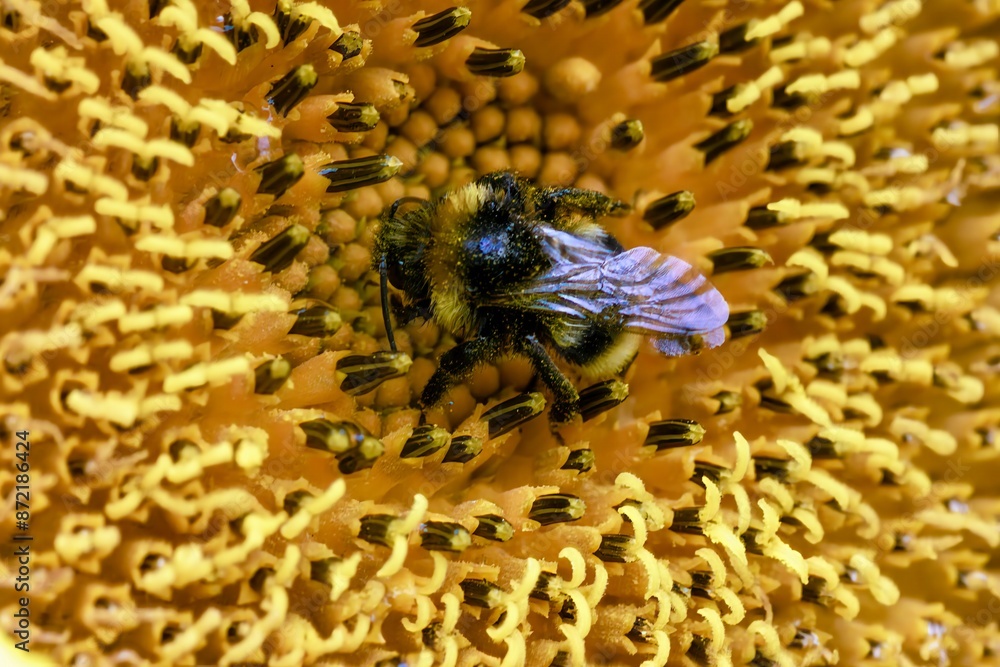 Macro photo shot of a bumblebee on a flower