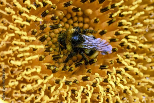 Obraz na płótnie Macro photo shot of a bumblebee on a flower w salonie
