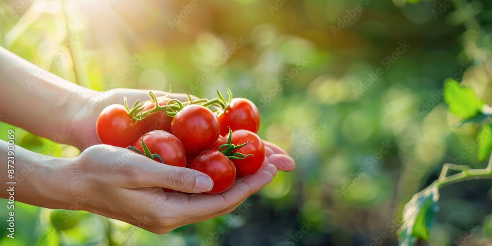 custom made wallpaper toronto digitalHands holding freshly picked tomatoes in a garden, symbolizing harvest, freshness, and organic gardening.