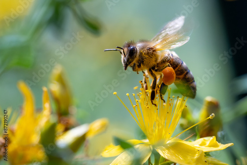 bee on a flower