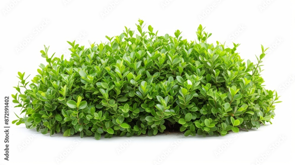 Green shrubs isolated on a white background Green shrubs isolated on a white background