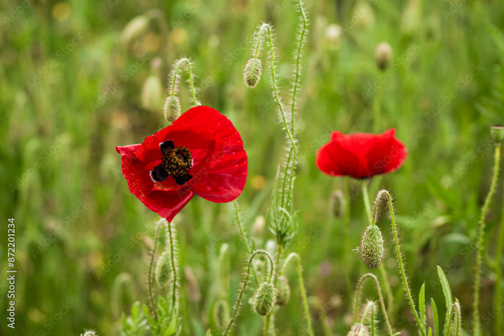 Naklejka premium Vibrant red poppies in a green field, with one flower in sharp focus and the background blurred.
