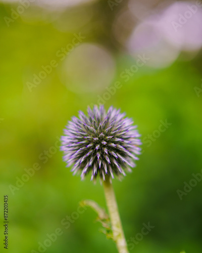 thistle flower in bloom