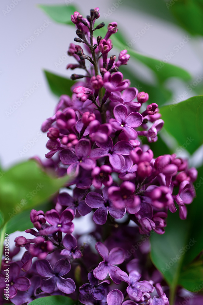 lilac flowers on the white lilac flowers on the white