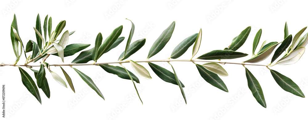 Obraz premium Olive Branch Isolated on a Transparent Background