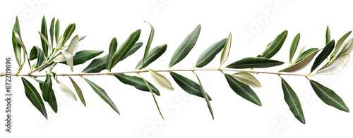 Olive Branch Isolated on a Transparent Background