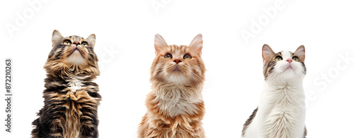 Set of 3 Cats Isolated on a Transparent Background