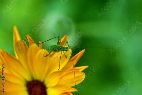 Wallpaper Mural Mini-Heuschrecke auf einer Ringelblume Torontodigital.ca