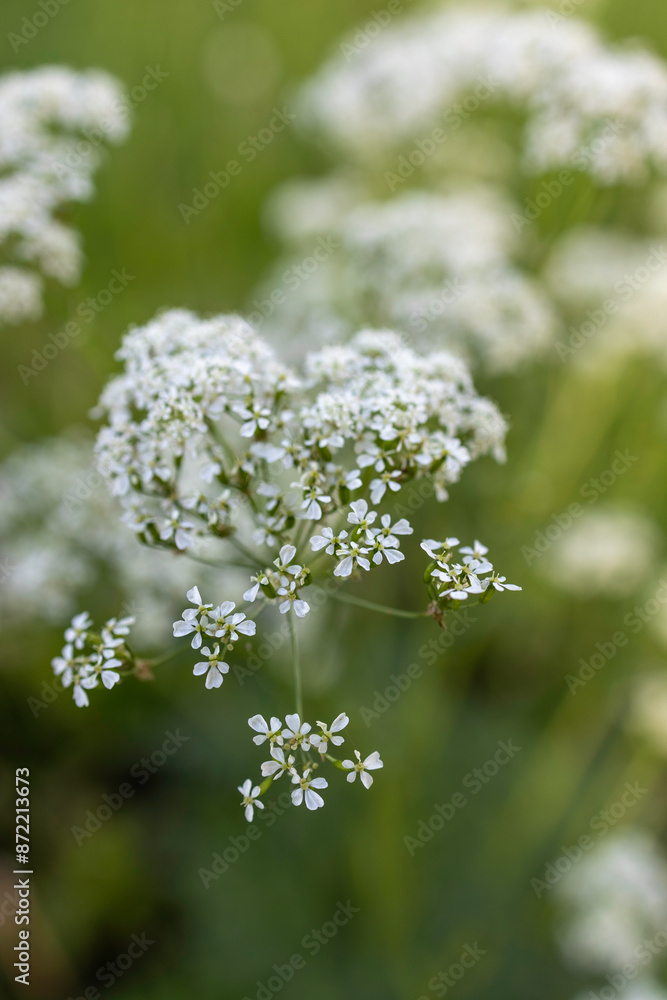close up photos of seasonal wildflowers close up photos of seasonal wildflowers