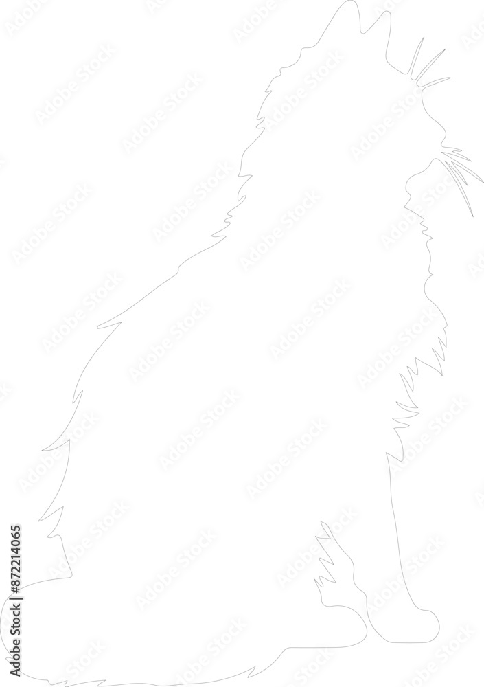 Fototapeta premium Norwegian Forest Cat outline