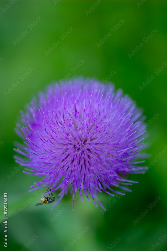 close up photos of seasonal wildflowers close up photos of seasonal wildflowers