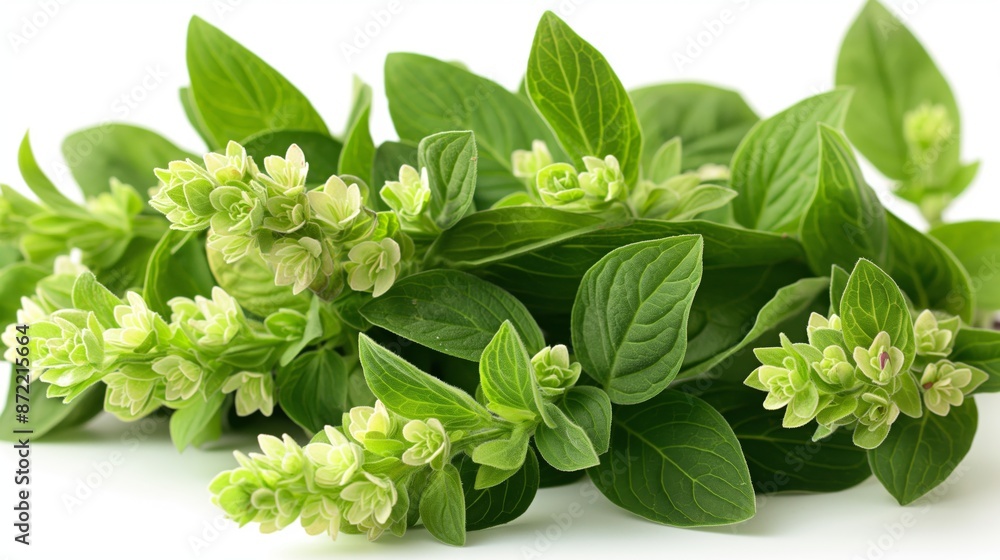 Fresh oregano sprigs with delicate blooms rest gracefully on a pristine white background. Fresh oregano sprigs with delicate blooms rest gracefully on a pristine white background.