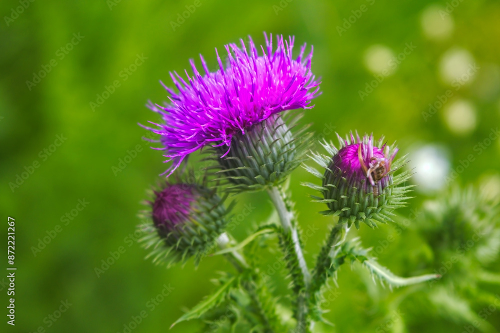 Beautiful thistle flowers on a blurred green plant background. Beautiful thistle flowers on a blurred green plant background.