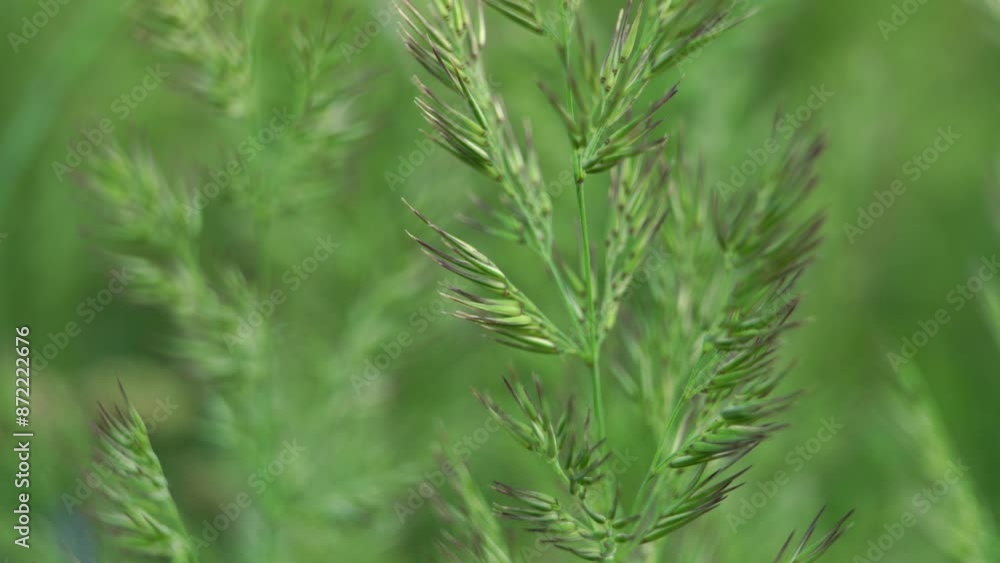green grass macro abstract background