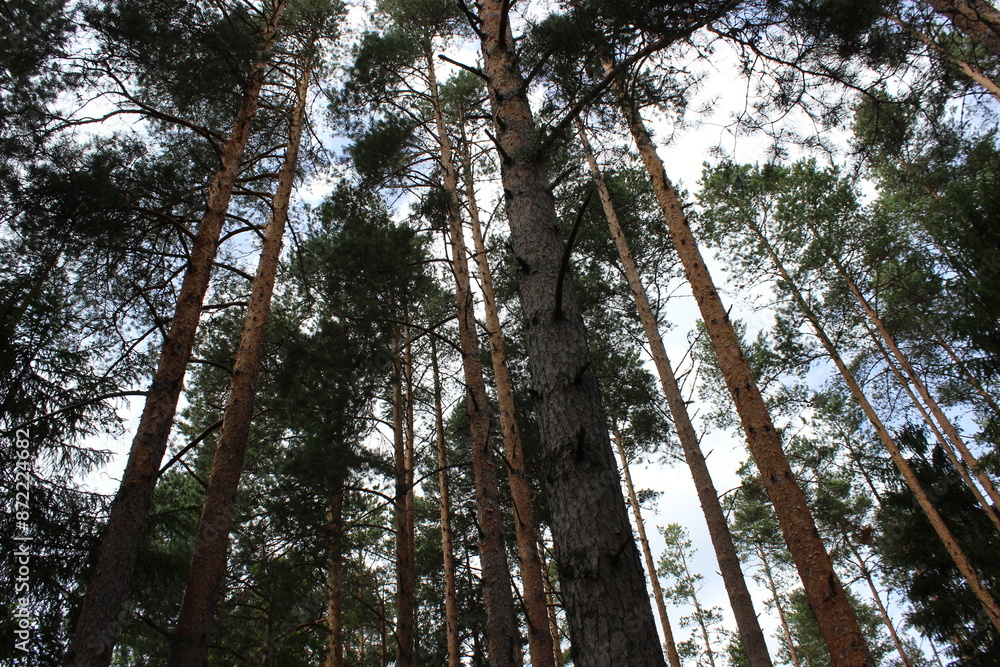 Fototapeta premium Tree crowns in a sunlit forest.