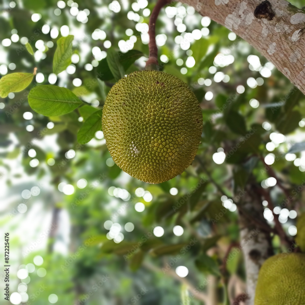 Asian summer fruit named Jackfruit scientific name Artocarpus heterophyllus Asian summer fruit named Jackfruit scientific name Artocarpus heterophyllus