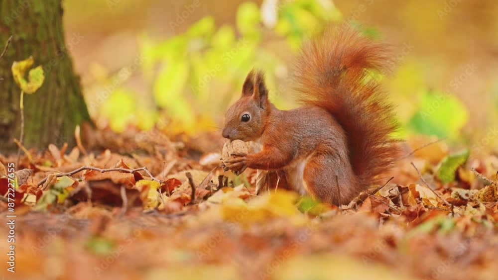 A red squirrel funny twists a nut in an autumn park A red squirrel funny twists a nut in an autumn park