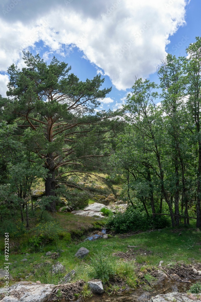 Scenic view of a lush green forest with a stream and a cloudy sky above Scenic view of a lush green forest with a stream and a cloudy sky above