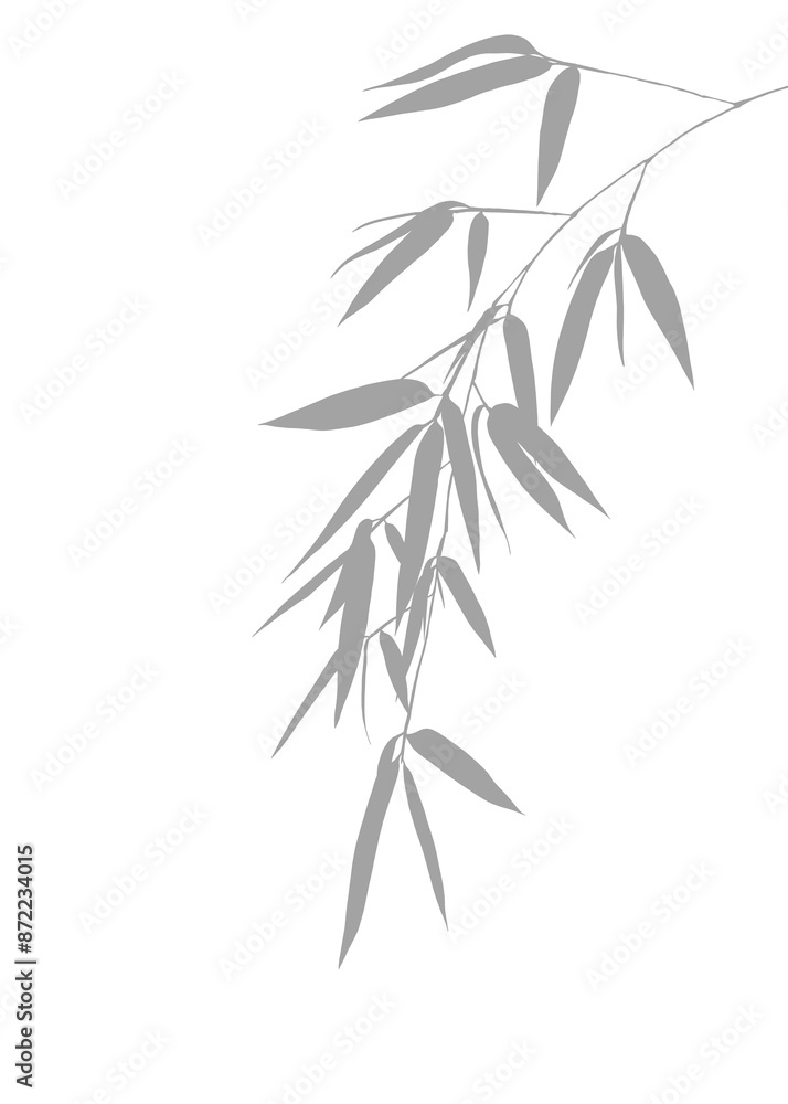 Bamboo or olive leaves Silhouette isolated background with branch, plant and nature elements. Bamboo or olive leaves Silhouette isolated background with branch, plant and nature elements.