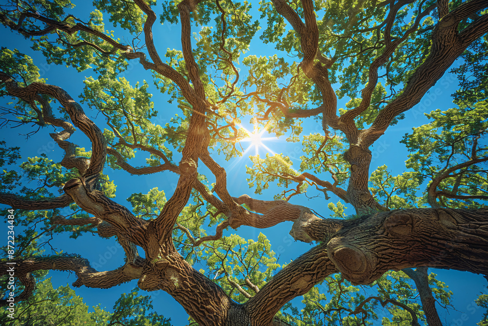 Fototapeta premium Sunlight filters through the canopy of lush green leaves, casting a warm glow on the twisting branches of majestic trees against a clear blue sky