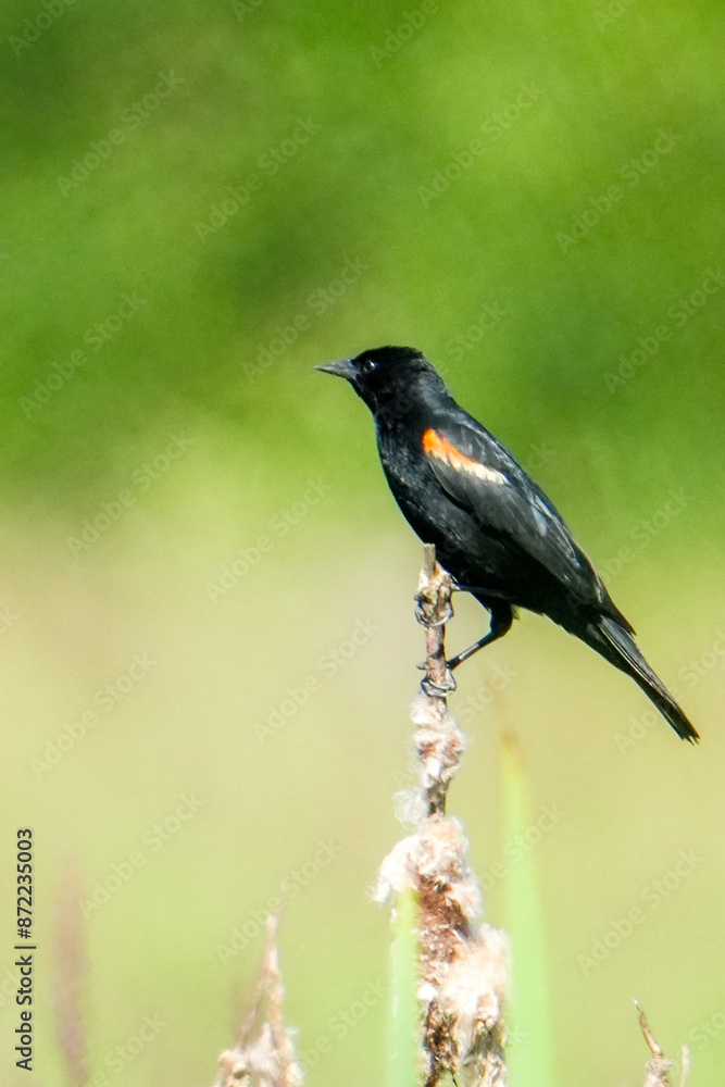 red winged blackbird red winged blackbird