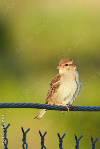 sparrow on a wire