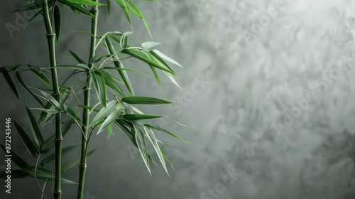 A bamboo plant stands alone on a gray background providing ample copy space. Generative AI