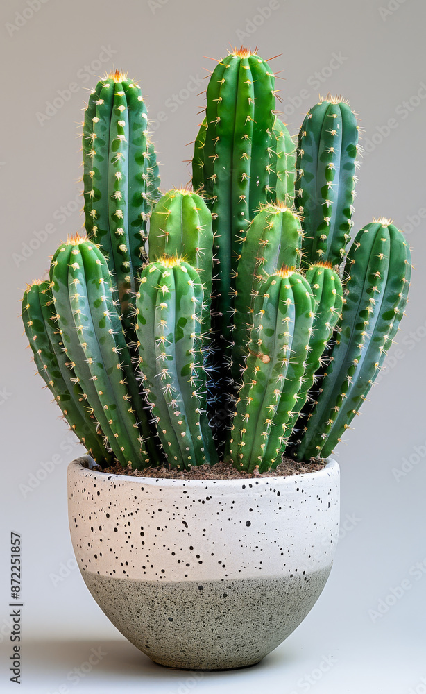 A tall cactus plant is in a white and gray pot A tall cactus plant is in a white and gray pot