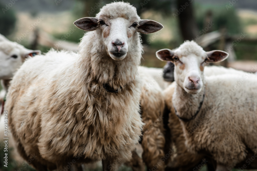 A pair of charismatic sheep graze in a field with their flock. A pair of charismatic sheep graze in a field with their flock.