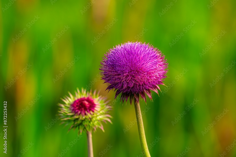 Close-up of vibrant purple thistle flowers against a blurred green background Close-up of vibrant purple thistle flowers against a blurred green background