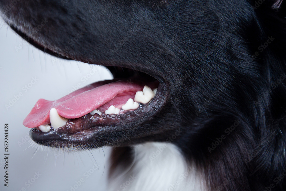 Fototapeta premium Pet Dental hygiene concept