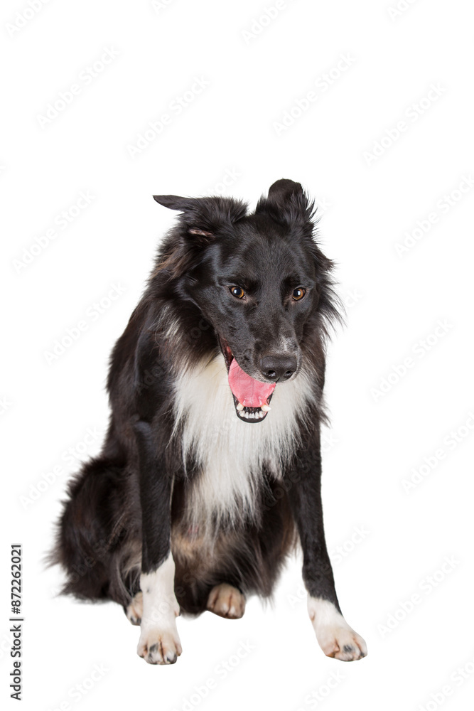 Obraz premium Full length portrait of tired purebred Border Collie dog yawning isolated on white background with copy space. Bored black and white lazy puppy pet sitting down.