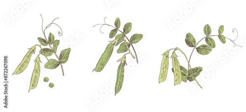 Green pea pods with leaves, hand drawn sketchy illustration isolated on white background