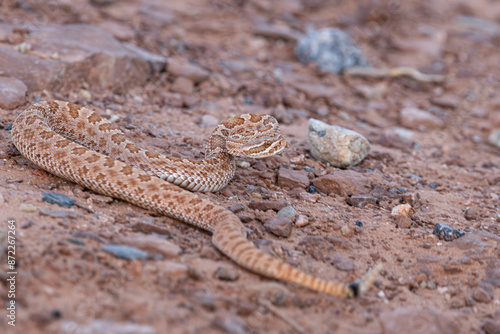 A midget faded rattlesnake in strike position on the rocky ground of Monument Valley in Utah photo