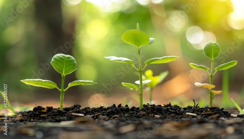 Three Young Saplings Growin...