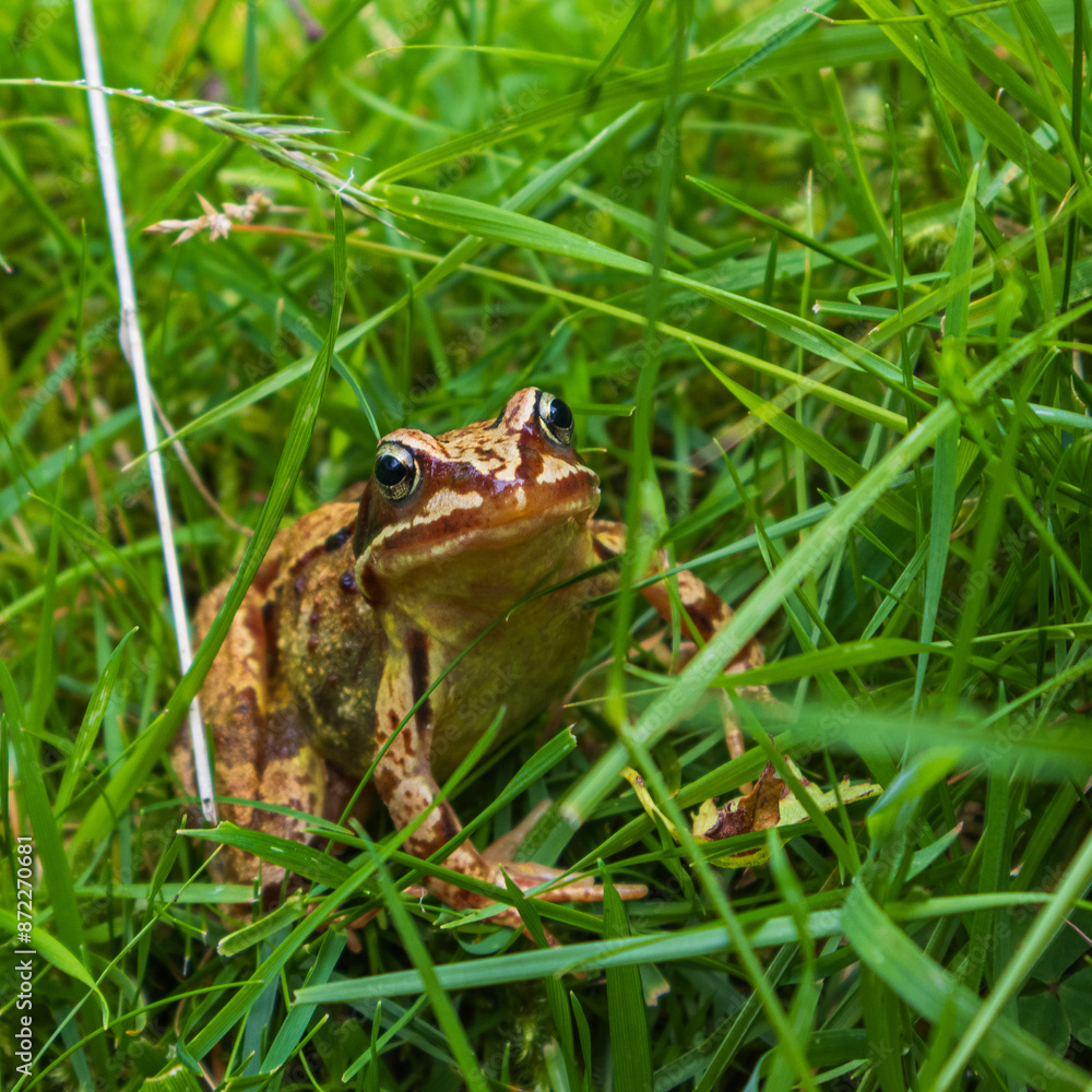The common frog or grass frog (Rana temporaria) The common frog or grass frog (Rana temporaria)
