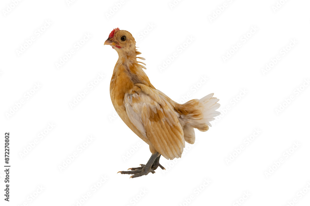 Fotografie Bantam yellow chicken isolated on transparent background