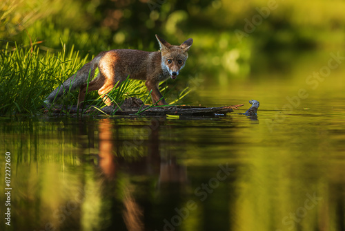 male red fox (Vulpes vulpes) at the lake photo